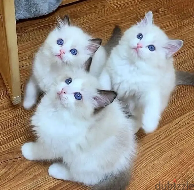 Envíame un mensaje por WhatsApp al +97450821836: Gatitos Ragdoll sanos en venta