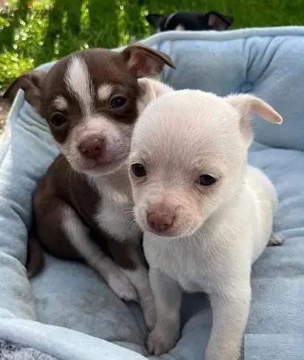 Chihuahua Puppies//WhatsApp Me (+966 5889-93320)