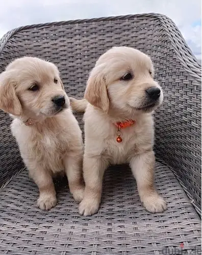 Golden Retriever//WhatsApp Me (+966-58392 1348)