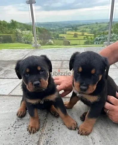 WhatsApp Me (+966-58899 3320)//Rottweiler Puppies