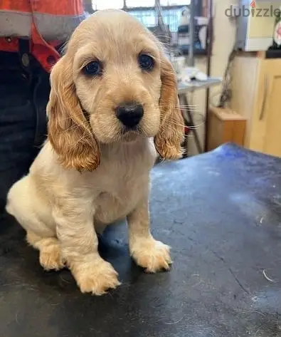 Cocker Spaniel Puppies//Whatsapp Me (+966 5889-93320)