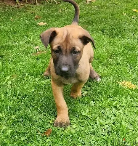 Whatsapp Me (+966 5839-21348)//Belgian Malinois Puppies