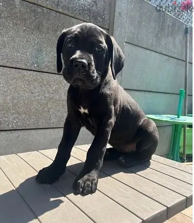 WhatsApp Me (+966-58899 3320)//Cane Corso Puppies