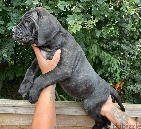 Cane Corso Puppies//WhatsApp Me (+966-58899 3320)