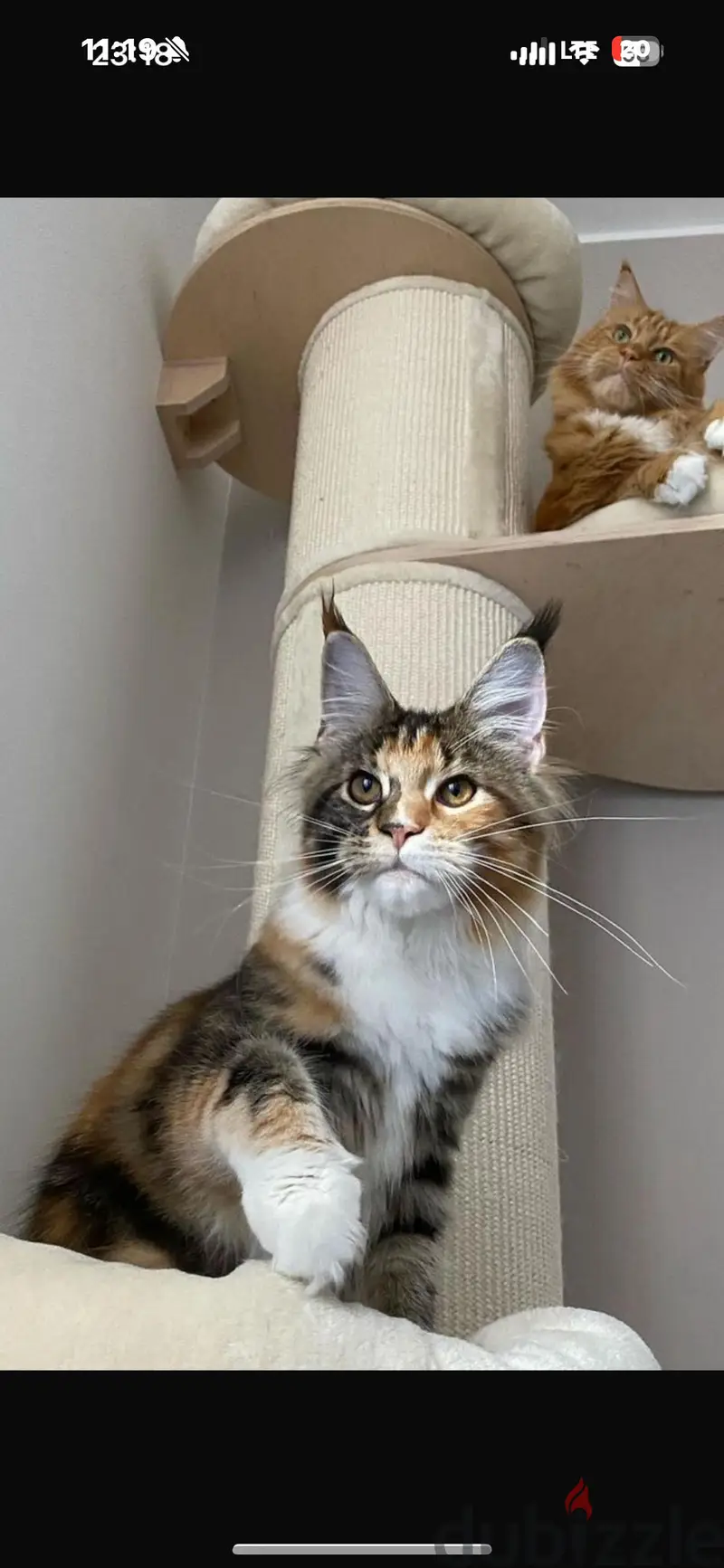 Envíame un mensaje por WhatsApp al +97452005696. Dos gatitos Maine Coon en venta