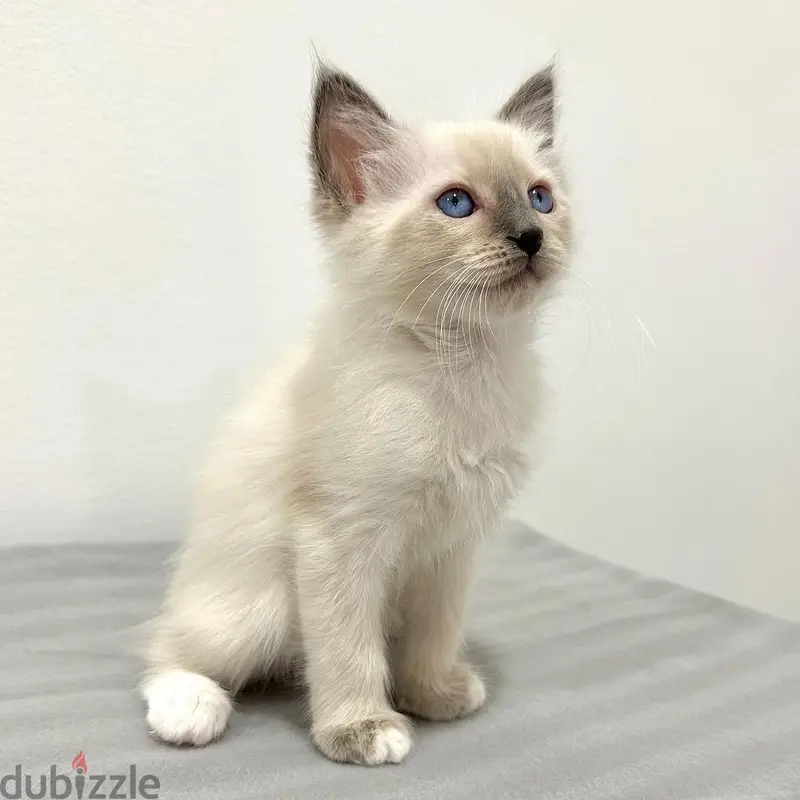 Envíame un mensaje por WhatsApp al +97452005696  Gatitos balineses en venta