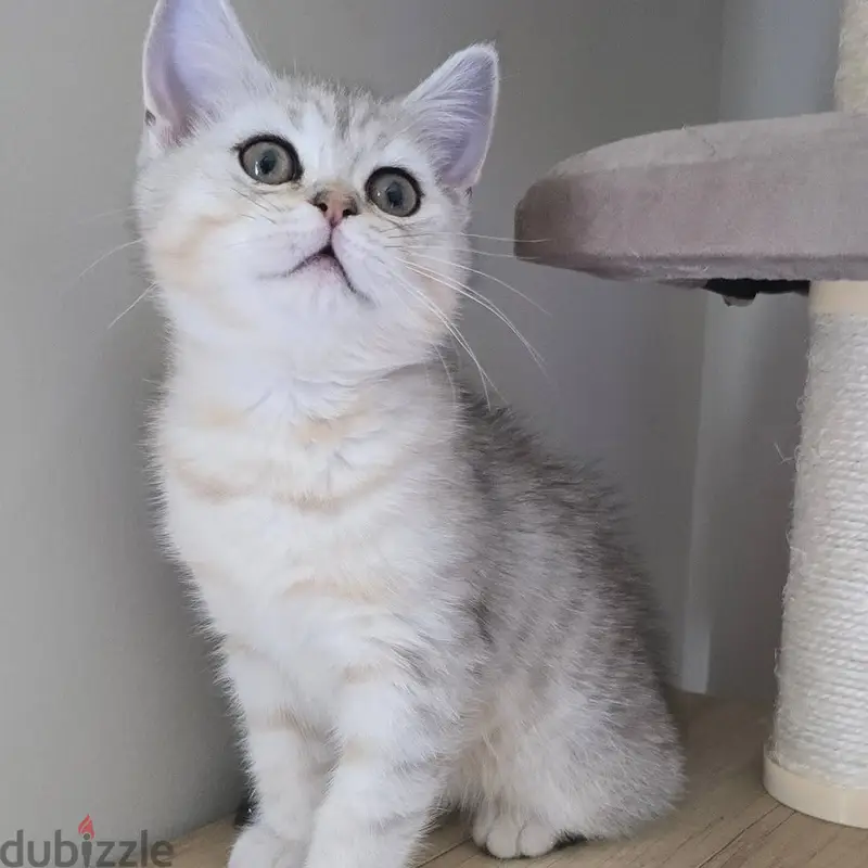 Envíame un mensaje por WhatsApp al +97452005696: Dos gatitos escoceses de pelo liso en venta