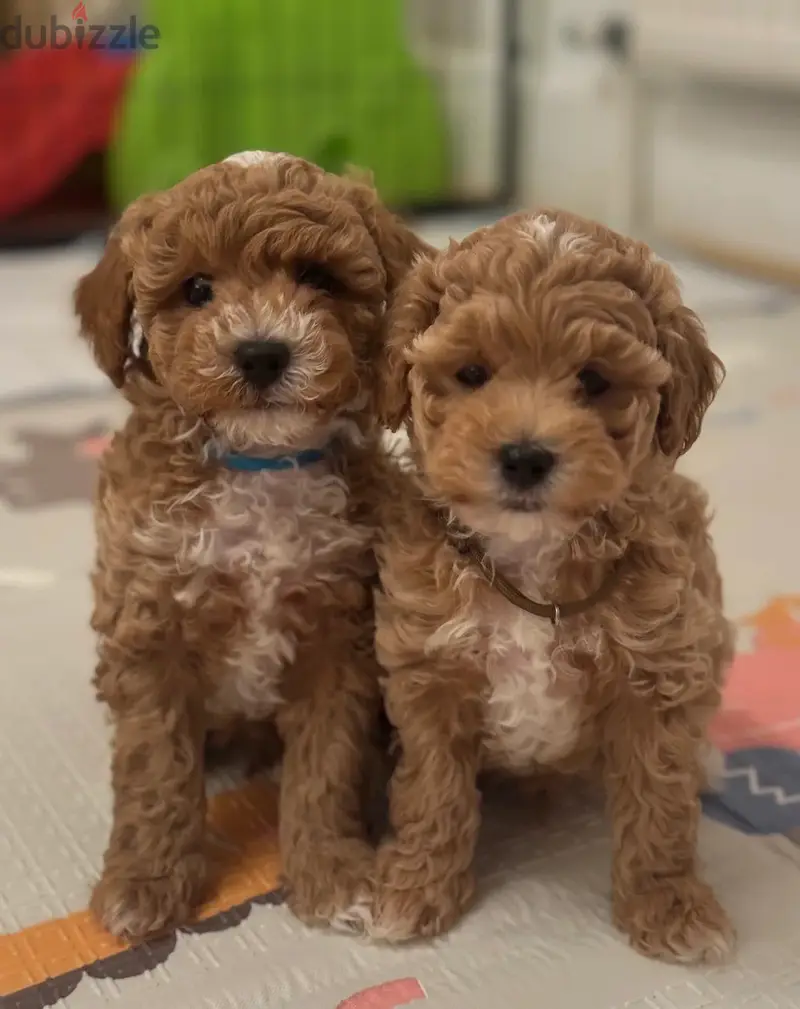 Maltipoo Puppies//WhatsApp Me (+966-58392 1348)