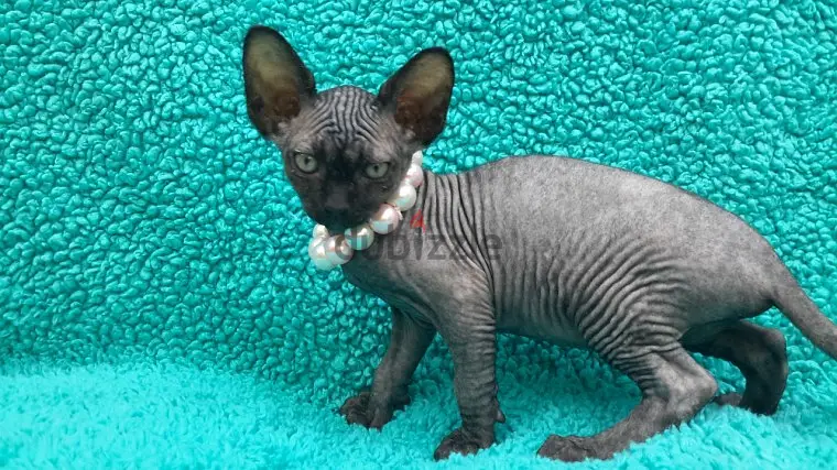 Envíame un mensaje por WhatsApp al +97452005696: gatitos Sphynx vacunados