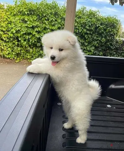 WhatsApp Me (+966-58899 3320)//Samoyed Puppies
