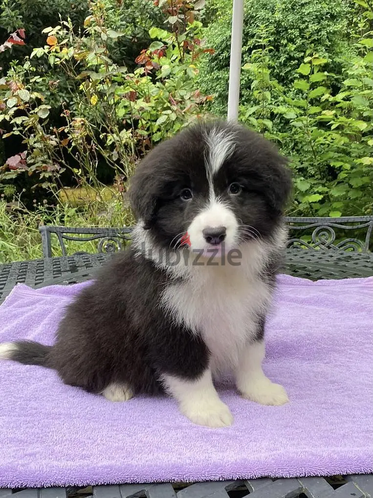 Border Collie Puppies//WhatsApp Me (+966 5839-21348)