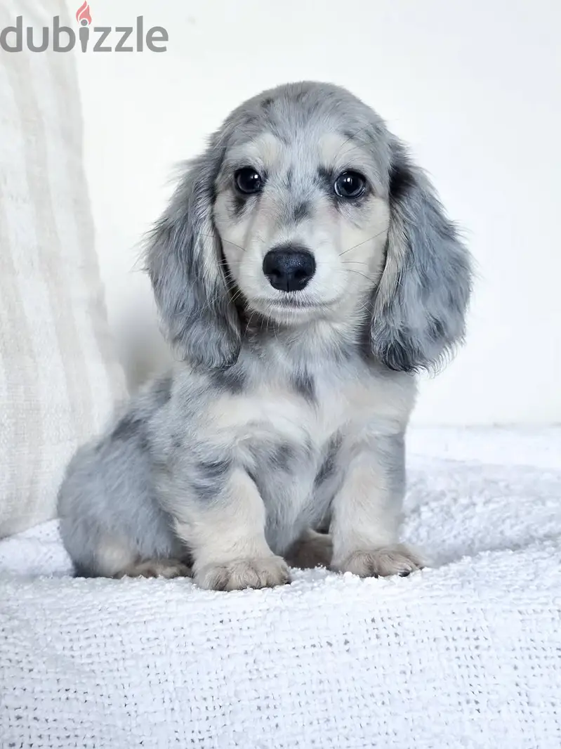 Whatsapp me +97452005696 Two  Dachshund puppies for sale