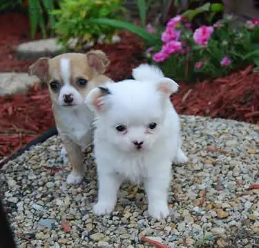 Perritos Chihuahua // Escríbeme por WhatsApp (+966 5889-93320)