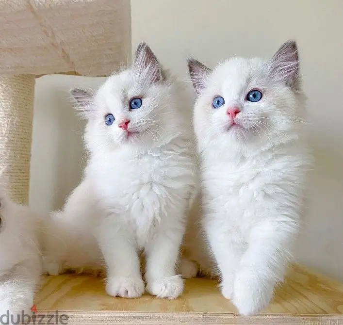 Envíame un mensaje por WhatsApp al +97452005696 para comprar gatitos Ragdoll