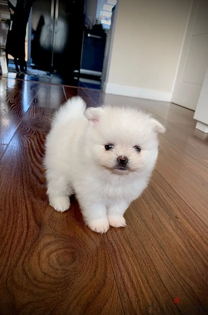 WhatsApp Me (+966-58899 3320)//Pomeranian Puppies