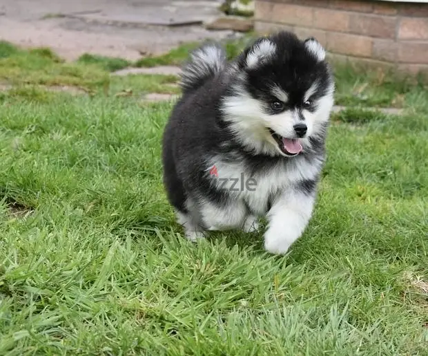 WhatsApp Me (+966-58392 1348)//Pomsky Puppies