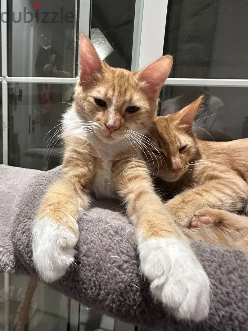 5-month-old kitten65097716153475112