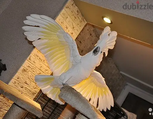 Umbrella Cockatoos//WhatsApp Me (+966-58899 3320)