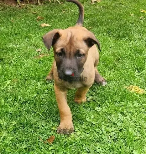 WhatsApp Me (+966-58392 1348)//Belgian Malinois Puppies