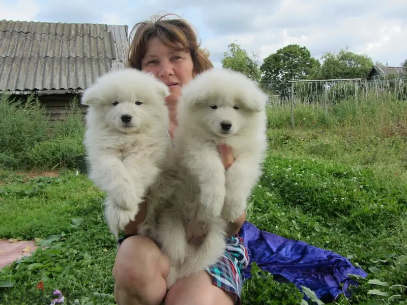 Whatsapp Me (+966-58899 3320)//Samoyed Puppies