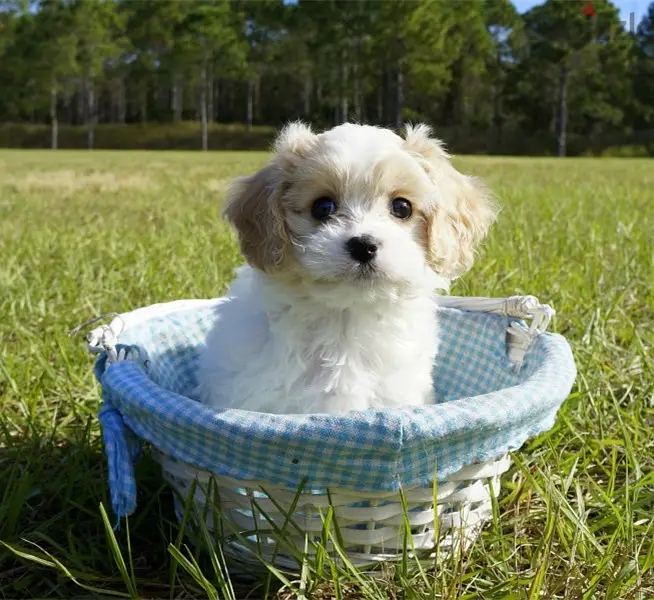 Whatsapp Me (+966 5889-93320)//Cavachon Puppies