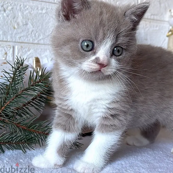 British shorthair kittens for re-homing