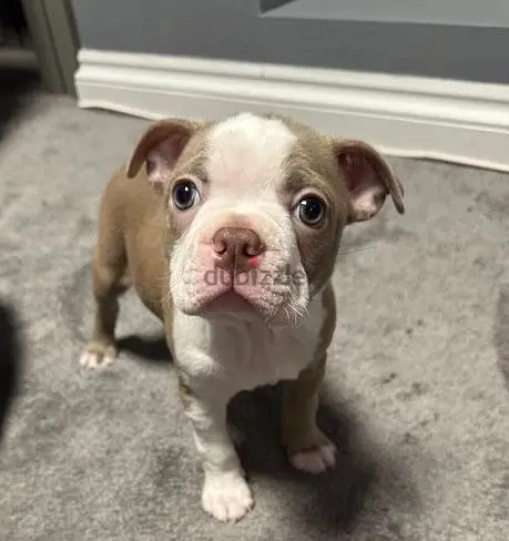 Boston Terrier//WhatsApp Me (+966-58392 1348)