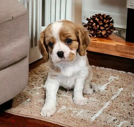 Cavalier King Puppies//WhatsApp Me (+966 5839-21348)