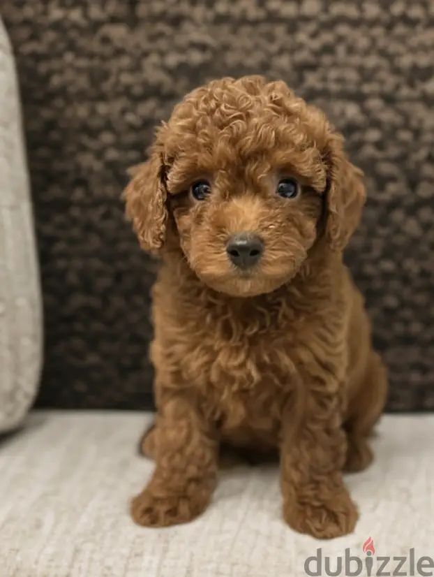 Cachorros de caniche // WhatsApp +96597876497