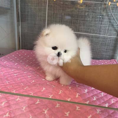 Female pomeranian for sale