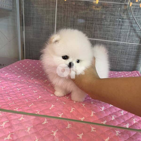 Female pomeranian for sale 0