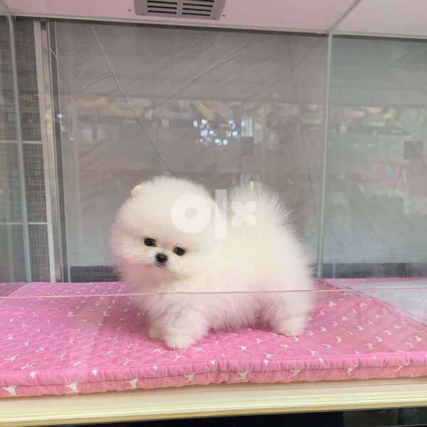 Female pomeranian for sale 1