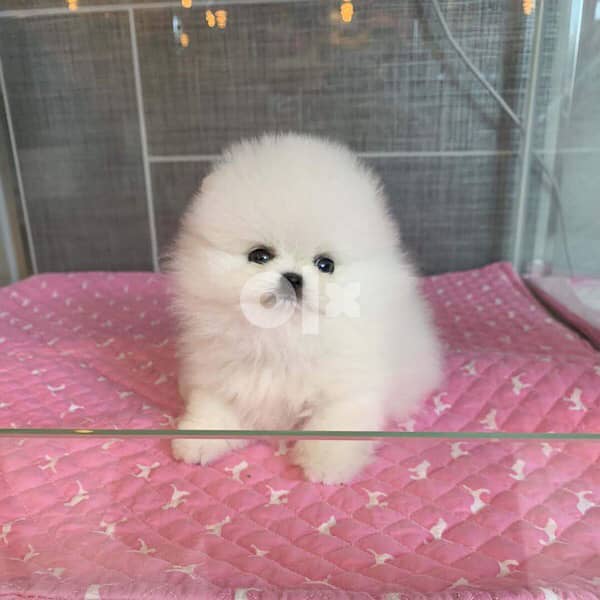 Female pomeranian for sale 2