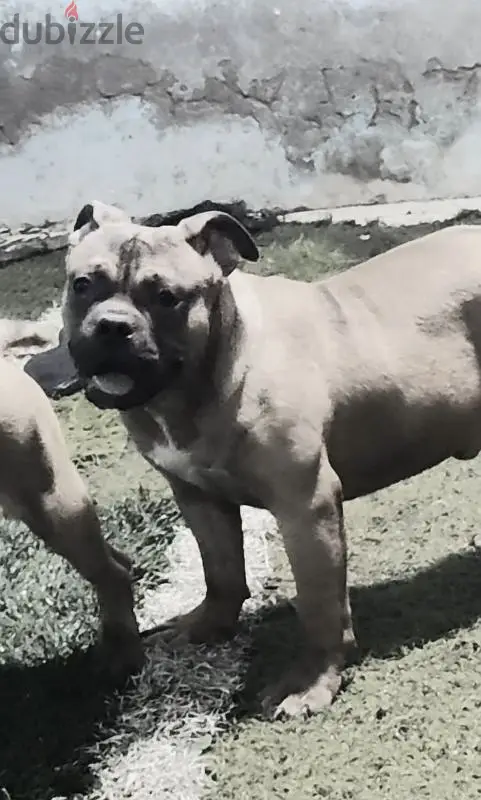 American Bully Puppies