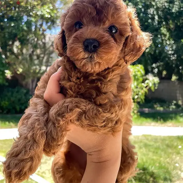 Toy poodle puppies for sale