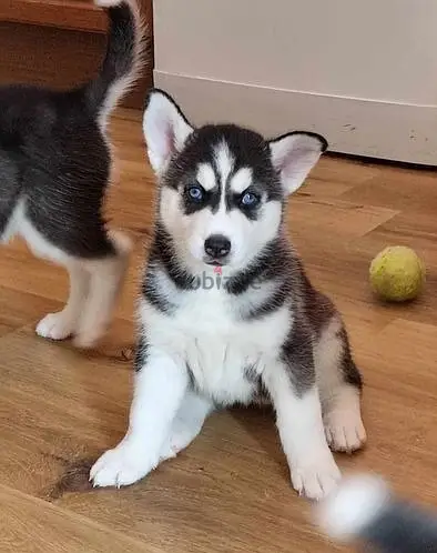 Whatsapp Me (+966-58899 3320)//Siberian Husky Puppies