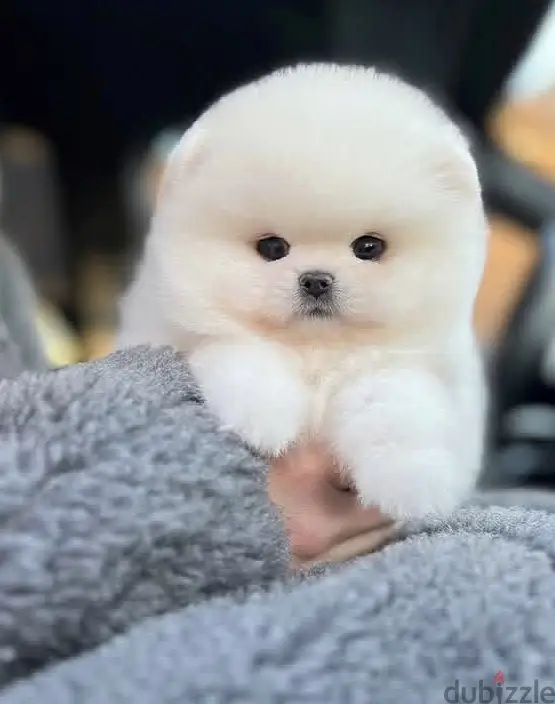 Pomeranian puppies//WhatsApp +96597876497