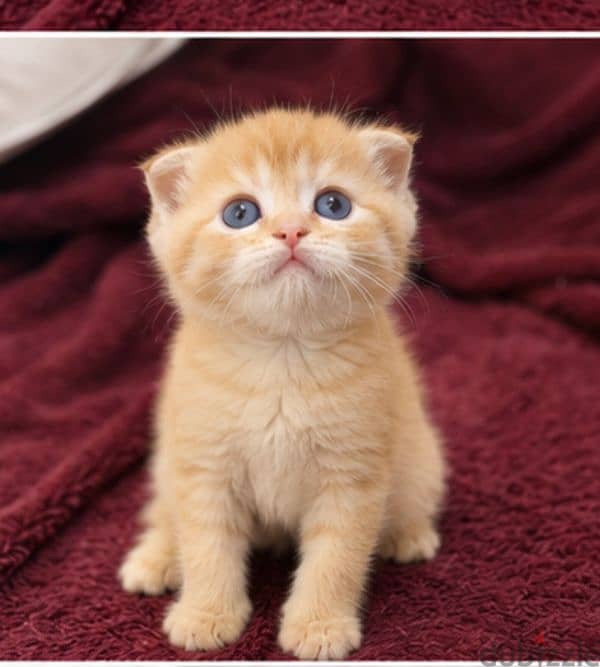 قطط سكوتش فولد Scottish fold 1