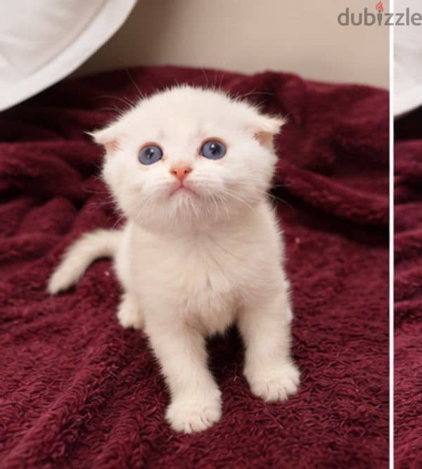 قطط سكوتش فولد Scottish fold 2