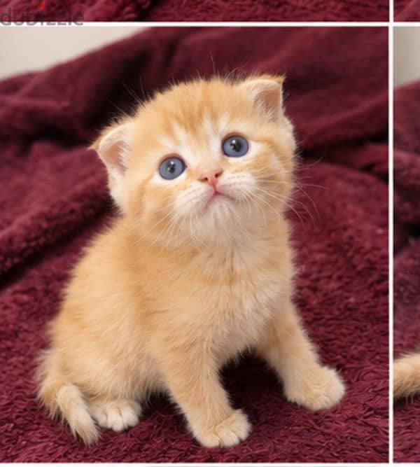 قطط سكوتش فولد Scottish fold 4