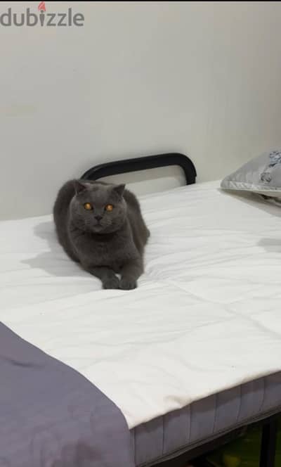 BRITISH SHORTHAIR MALE CAT FOR ADOPTION