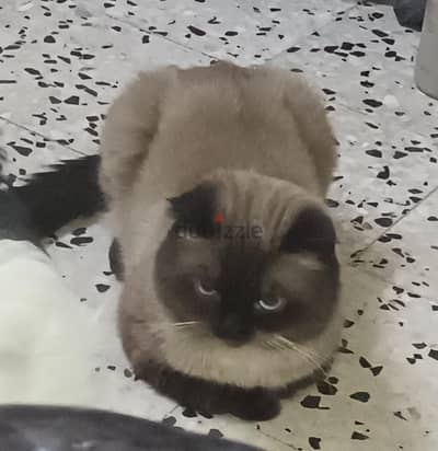 BRITISH SHORTHAIR MALE CAT FOR ADOPTION