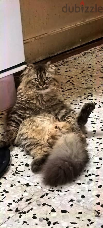 BRITISH SHORTHAIR MALE CAT FOR ADOPTION