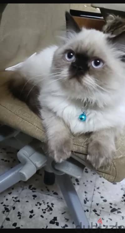 BRITISH SHORTHAIR MALE CAT FOR ADOPTION