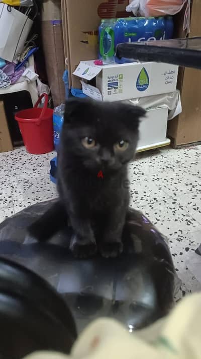 SCOTTISH FOLD SHORTHAIR FEMALE CAT FOR ADOPTION