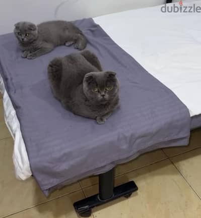 SCOTTISH FOLD SHORTHAIR FEMALE CAT FOR ADOPTION