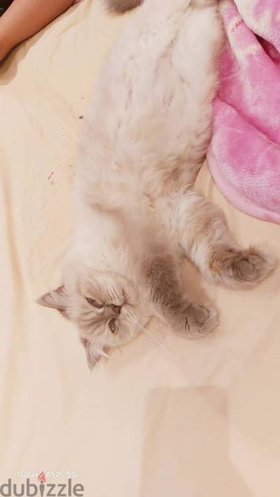 HIMALAYAN FOR ADOPTION