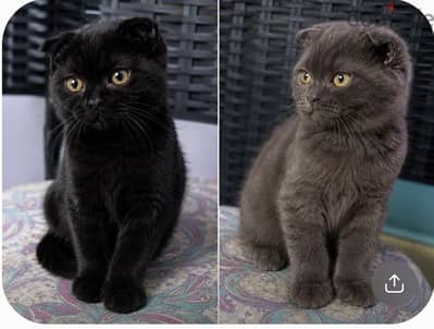 Pure Black , Cinammon Scottish Fold