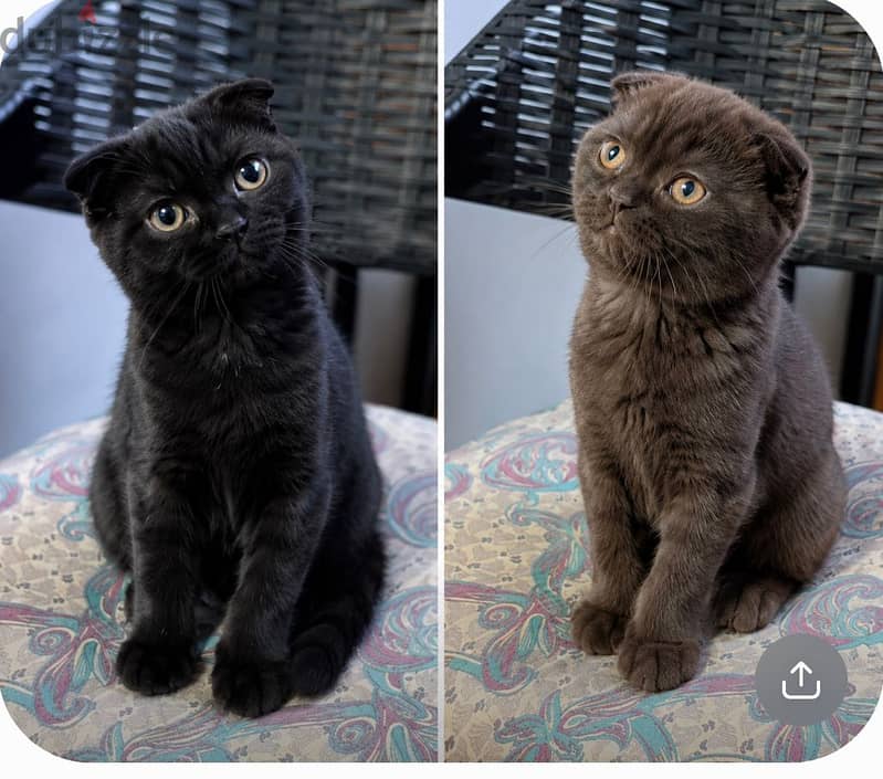 Pure Black , Cinammon Scottish Fold 1