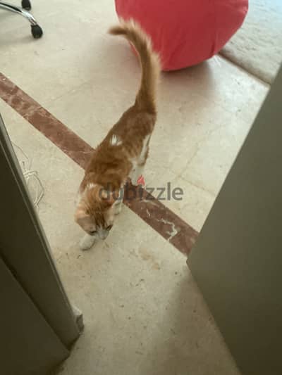 Cat for adoption